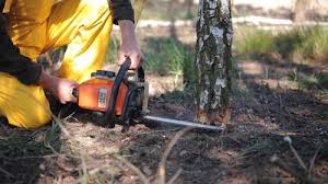 Best Utility Line Clearance  in Glendora, CA