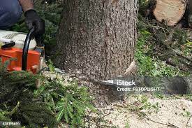Best Fruit Tree Pruning  in Glendora, CA