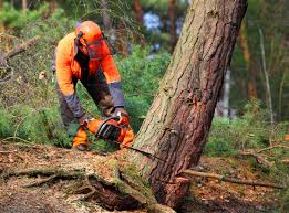 Best Stump Grinding and Removal  in Glendora, CA