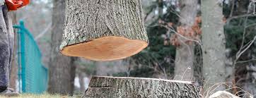 How Our Tree Care Process Works  in  Glendora, CA