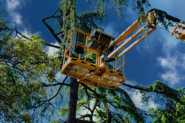Best Weed Control  in Glendora, CA