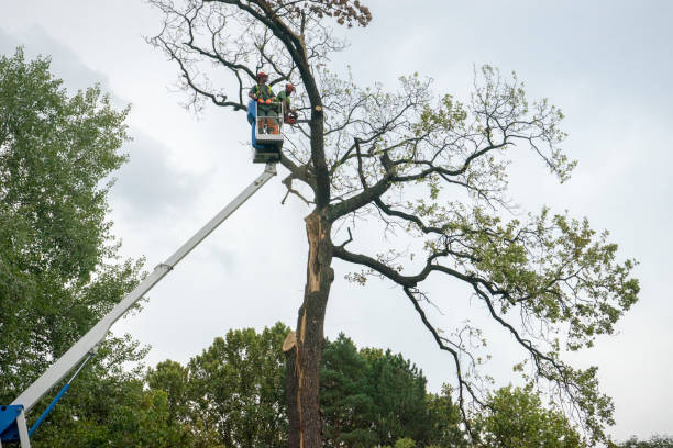 Best Firewood Processing and Delivery  in Glendora, CA