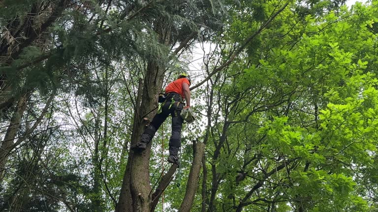 Best Seasonal Cleanup (Spring/Fall)  in Glendora, CA