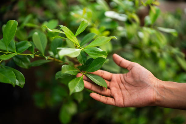 How Our Tree Care Process Works  in  Glendora, CA