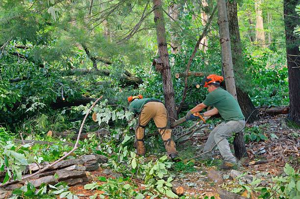 Best Arborist Consultation Services  in Glendora, CA