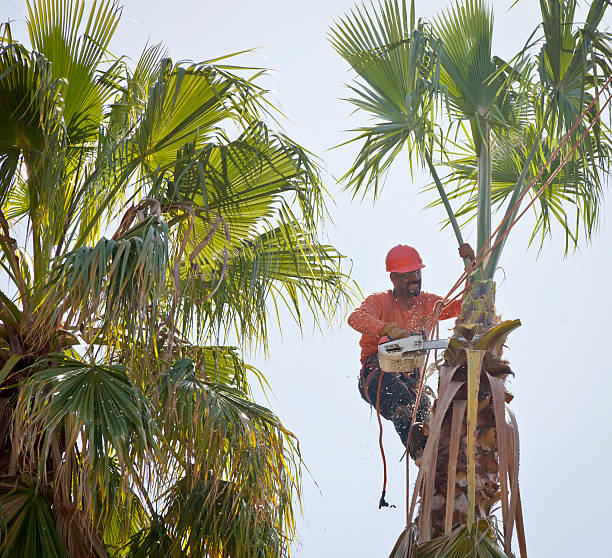 Leaf Removal in Glendora, CA