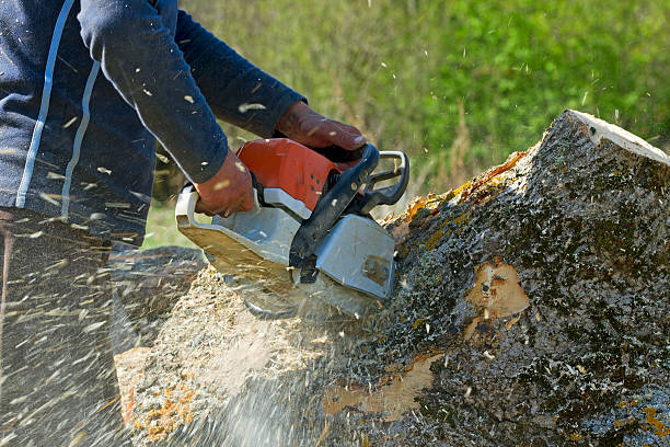 Professional Tree Services in Glendora, CA