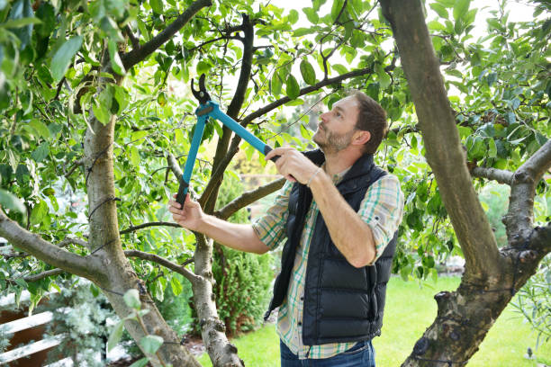 Best Root Management and Removal  in Glendora, CA